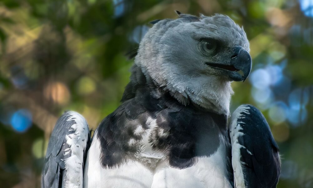 Descoberta Incrível: Harpia Gigante é Vista no Brasil e Chama Atenção Global Descoberta Incrível: Harpia Gigante é Vista no Brasil e Chama Atenção Global