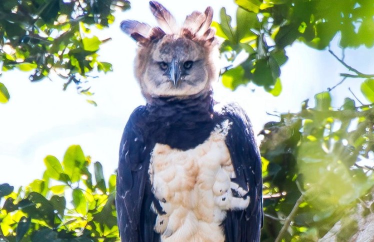 Registro Histórico da Harpia Revela Riqueza Ecológica no Parque Monte Pascoal Registro Histórico da Harpia Revela Riqueza Ecológica no Parque Monte Pascoal