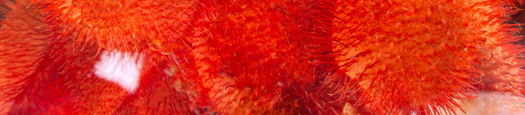 A Cúpula dos Povos Originários: União entre o Condor e a Águia A Cúpula dos Povos Originários: União entre o Condor e a Águia