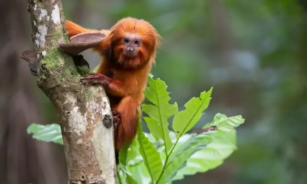 TV Brasil Lança Maratona de Série Sobre Animais em Extinção TV Brasil Lança Maratona de Série Sobre Animais em Extinção